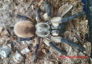 Энциклопедия видов пауков-птицеедов
