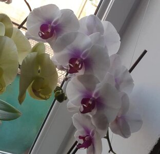 Три сестры ( не по чехову)