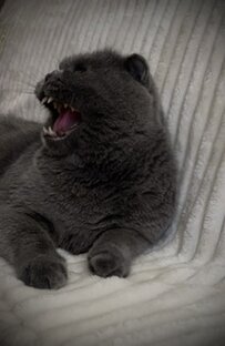 🐈