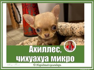 АХИЛЛЕС, ЧИХУАХУА МИКРО: РОЛИКИ