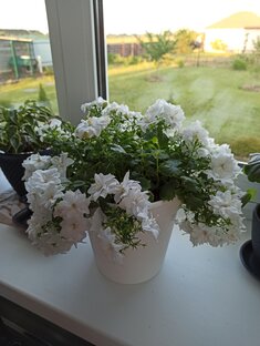 Кампанулы: жених и невеста