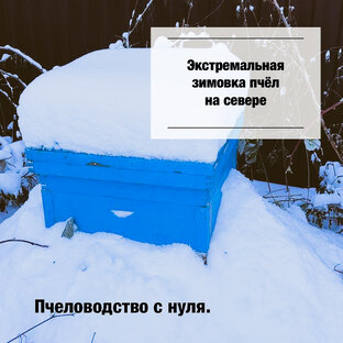 Экстремальная зимовка пчёл на севере
