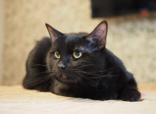 Котик Марсель 