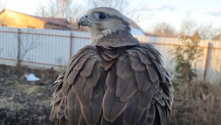 Сокола / Коллекция видео про соколов / Falcon Time