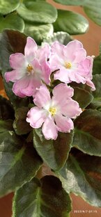 Зри в корень. Корневая система в хорошем грунте- основа основ. 