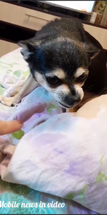 Про домашних животных