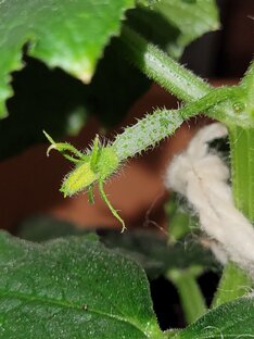 Огород на подокоонике ,под фитолампой и гидропоника .