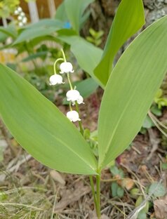 Лесные цветы