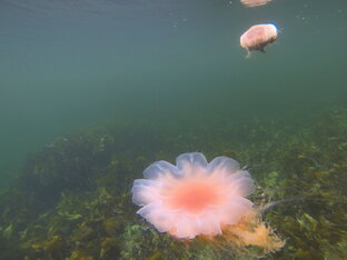 Подводный мир