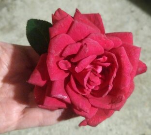 Розы и о розах