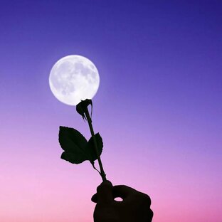 Луна, луна. Цветы, цветы...