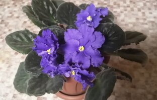 Фиалки (сенполии) 