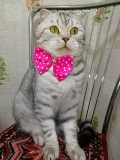 Красавчик ✌️😻