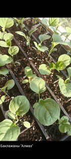 Огород на подоконнике