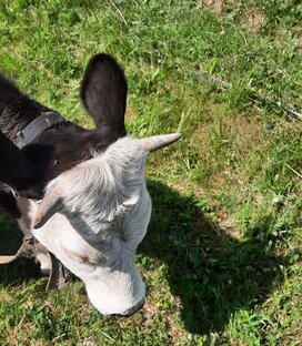 Домашние животные 