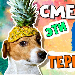Ох уж эти джек рассел терьеры