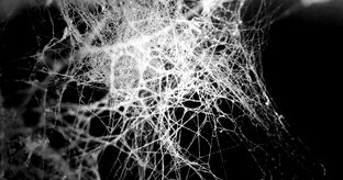 Тени атанасии