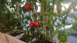 ПетсСталкерс в деревне