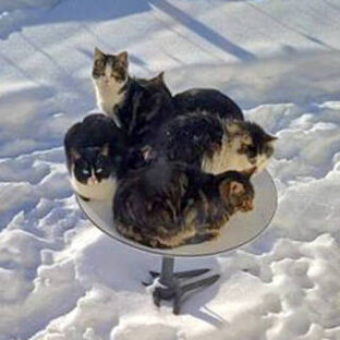 Смешные коты