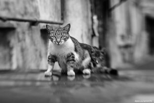 Пятничный котэ