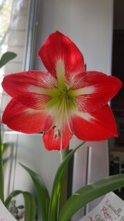 Сад на подоконнике