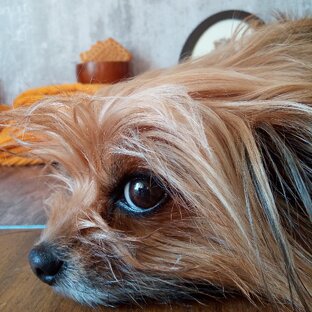 Собачья жизнь