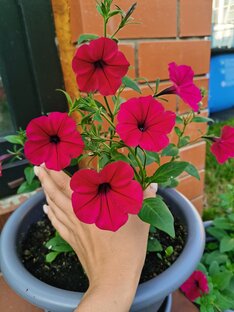 Мой сад и огород 