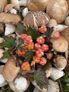 Грибы и ягоды