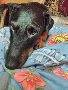 Верные и любимые мои друзья! 