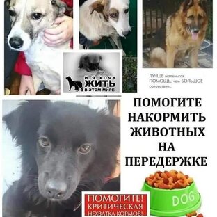 Помогите животным, нужен корм  для собак и кошек 