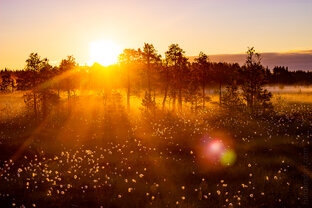 Ленобласть. Пейзажное.