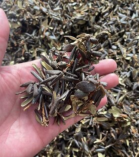 Обзоры лекарственных трав