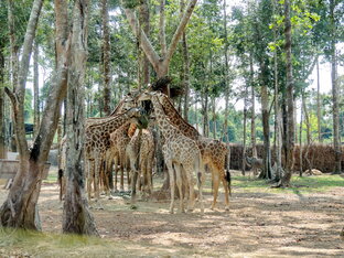 Ветер странствий