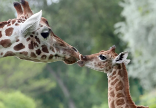 Забавные животные, рыбки, птички