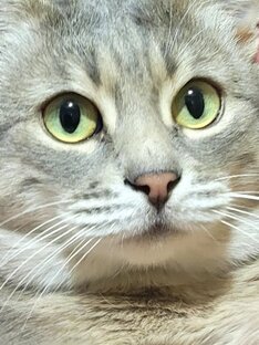 Кошки