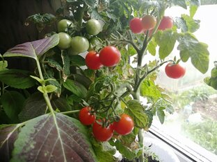 Мои томаты и не только, садоводство, обзоры сортов.