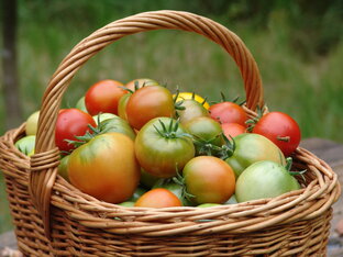 Томаты. От рассады до урожая