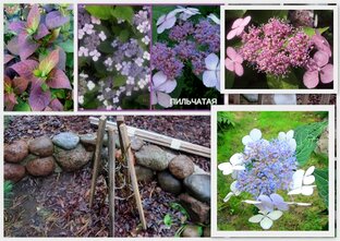   ГОРТЕНЗИЯ ПИЛЬЧАТАЯ 