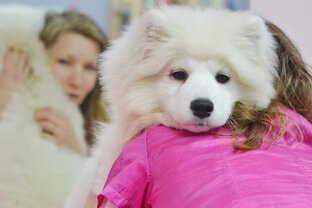 Вопрос Ветеринару