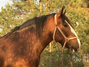 Святослава 