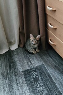 Котик Мелкий 🐱