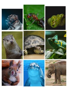 Интересные факты о животных