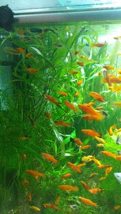 Аквариумные 