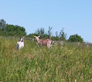 Мои милашки