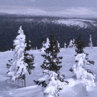 закон или порядок