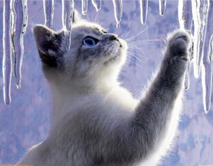 Учимся рисовать котиков и кошечек