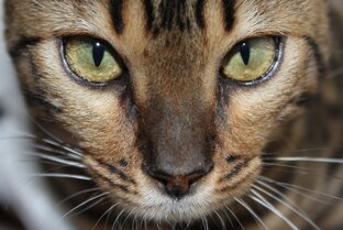 Видео с кошками