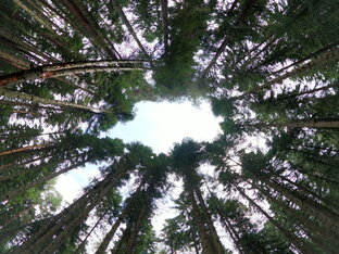 Live инсТРУментал