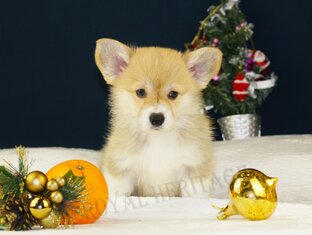 Вельш корги пемброк 