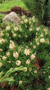 Хвойные растения